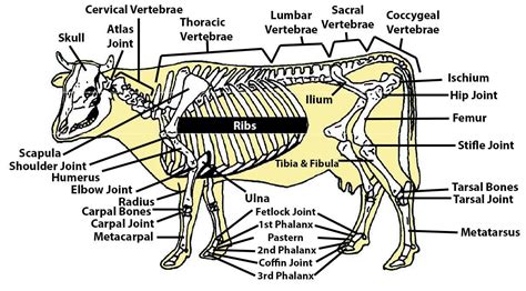 Beef Cattle Skeleton - Summary | Cow skeleton, Cattle, Beef cattle