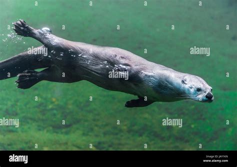 Swimming Otter Underwater