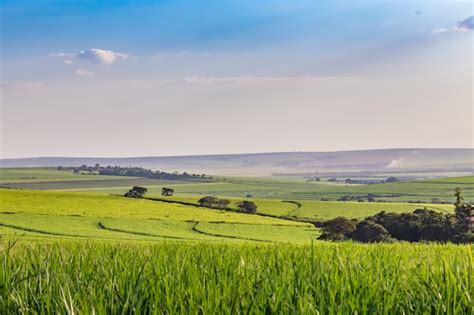 Premium Photo | Sugar cane plantation at brazil's countryside