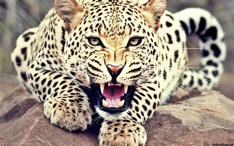 Leopard Pictures wallpaper | 1920x1200 | #13619