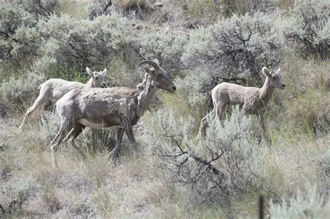 Bighorn Sheep And Lambs