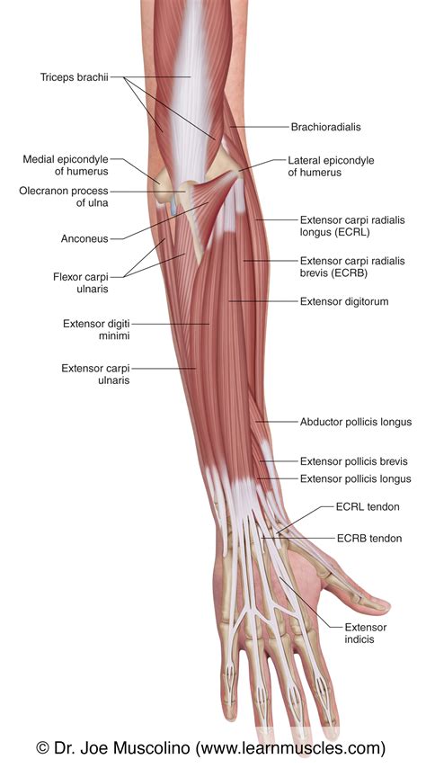 Arm Muscle Diagram Anterior