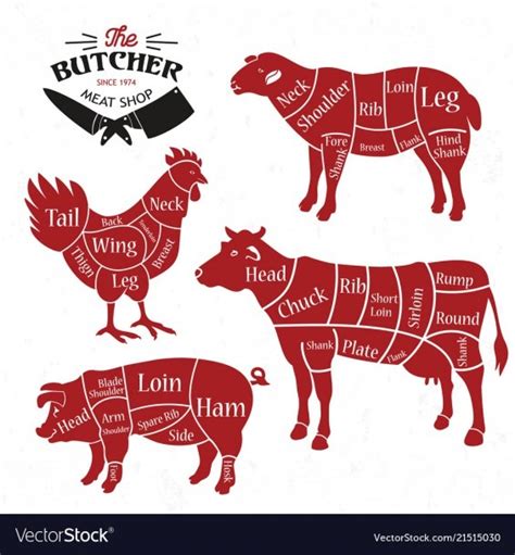 Cow Meat Cuts Diagram