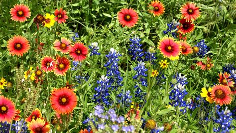 Meadow Of Flowers Free Stock Photo - Public Domain Pictures