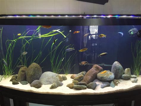 162 best Mbuna images on Pholder | Aquariums, Cichlid and African Cichlids