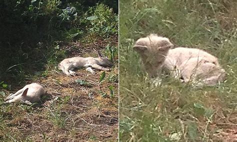 Rare white fox cubs are spotted basking in the sun in a London garden | Daily Mail Online