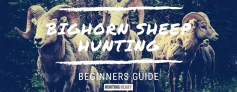 Bighorn Sheep Hunting: Beginners Guide : Hunting heart