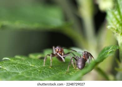 1,672 Ant Mandibles Images, Stock Photos & Vectors | Shutterstock