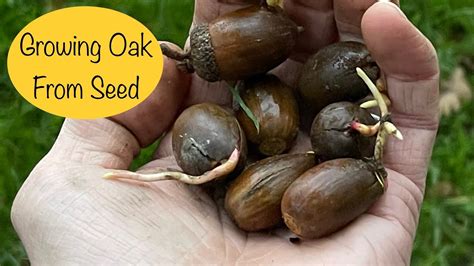 Looking for the guy on here that was selling the oak tree acorns. - TexasBowhunter.com Community ...