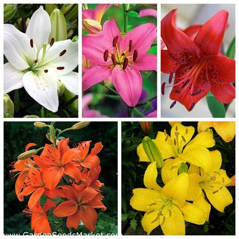 Asiatic lily – a set of primary colours – 15 pcs – Garden Seeds Market | Free shipping