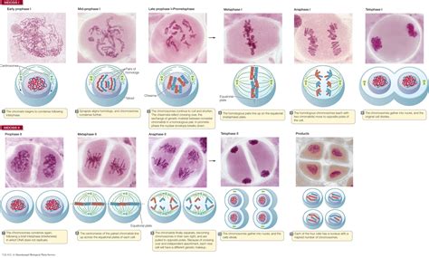 meiosis vs. mitosis phases histology - Bing in 2024 | Meiosis, Mitosis ...