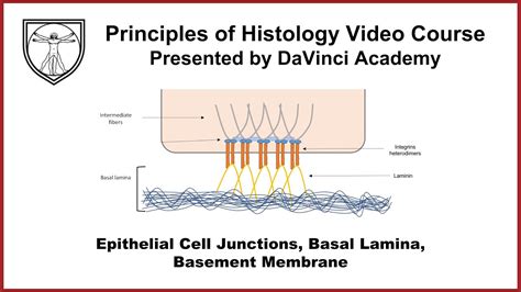 Basal Lamina Vs Basement Membrane