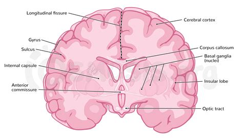 Lobes And Fissures Of The Brain