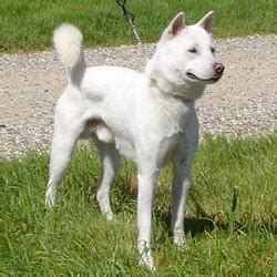 Kishu Ken Puppies for Sale from Reputable Dog Breeders