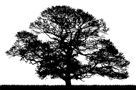 Free Small Tree Silhouette, Download Free Small Tree Silhouette png images, Free ClipArts on ...