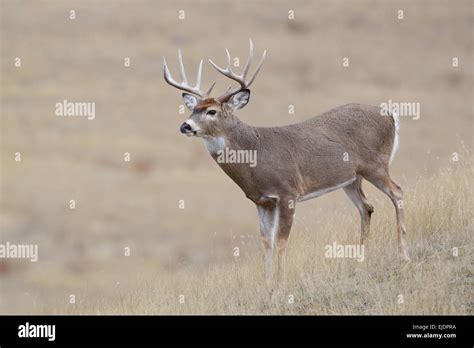 Whitetail buck hi-res stock photography and images - Alamy