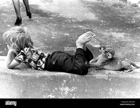 Little boy feeding baby lion with a bottle out of his feet, England ...