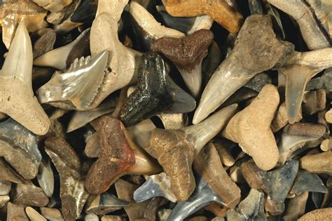 Are shark teeth fossils true fossils? – Research News