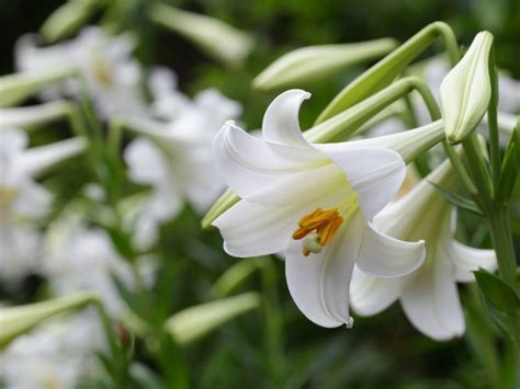 Are Easter Lilies Outdoor Plants - Learn About The Care Of Outdoor ...