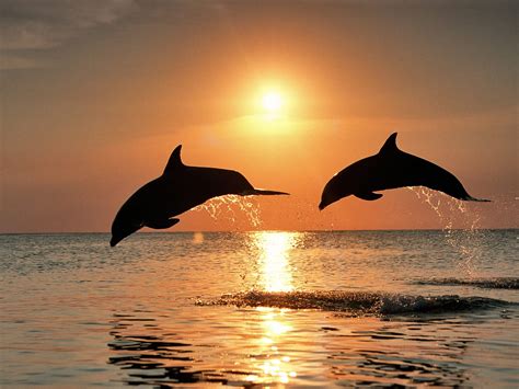 Bottlenose dolphins after the sunset wallpapers and images - wallpapers, pictures, photos