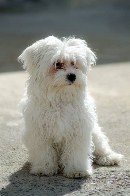 Maltese Dog Breed Health Problems | Animal Bliss