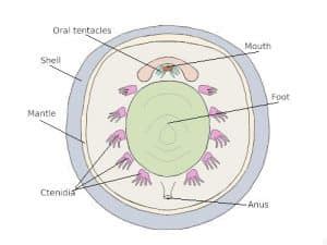 Class Monoplacophora (Deep-sea Limpets) - Earth Life