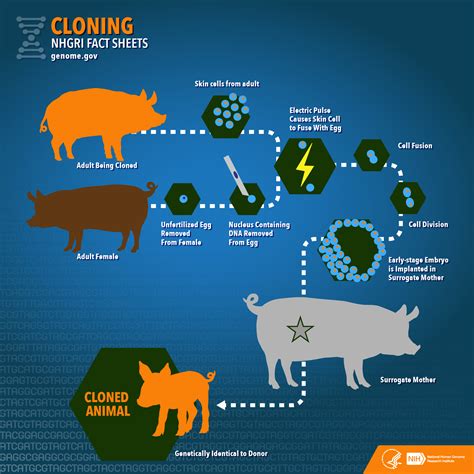 Cloning Fact Sheet