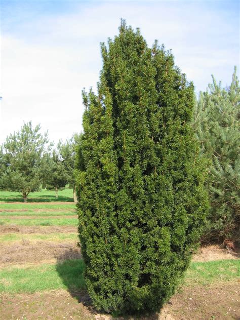 Taxus Baccata Fastigiata Aurea - Product | Plantsbenefits