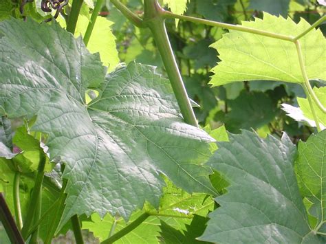 Grape leaves Free Photo Download | FreeImages