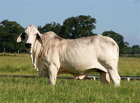 At Moreno Ranches you will find the best American Brahman cattle of the highest quality and with ...