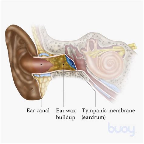 The Anatomy Of Ear Wax