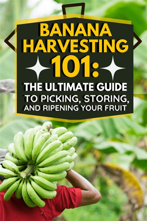 Banana Harvesting 101: The Ultimate Guide to Picking, Storing, and Ripening Your Fruit