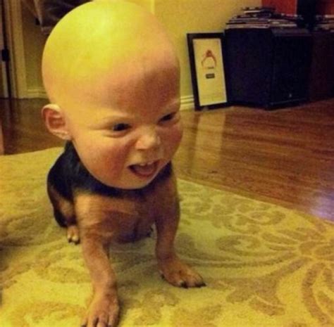 Top 10 Scariest Halloween Costumes for Dogs You Will Ever See