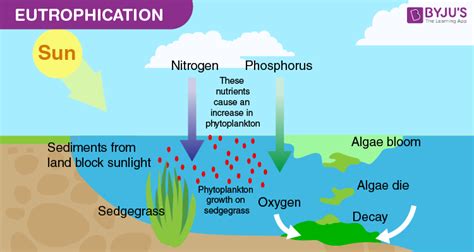 What is Eutrophication? - Definition, Causes, Classification, Effects ...