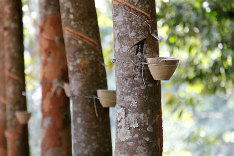 Natural-rubber-production-consumption-up-in-2018 | Rubber News