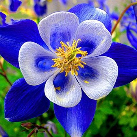 50 Seeds Rare Aquilegia Blue Columbine Perennial Flower Seeds Garden Flower - Bonsai