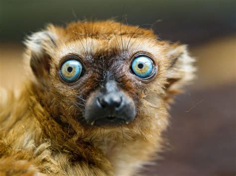 14 Incredible Facts About Lemurs