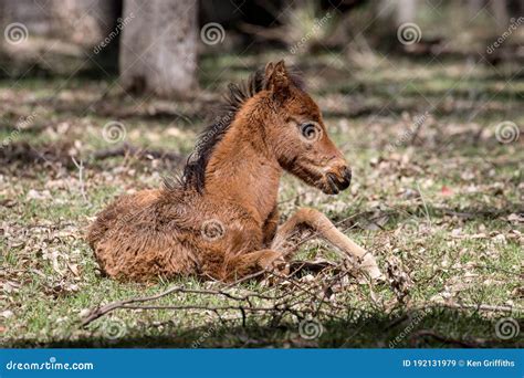 Wild Horse or Brumby foal stock image. Image of australia - 192131979