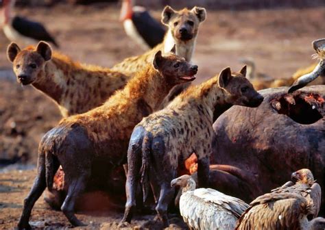 Hyena Behavior - AnimalBehaviorCorner