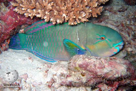 Bullethead parrotfish - Moalboal Reef Species