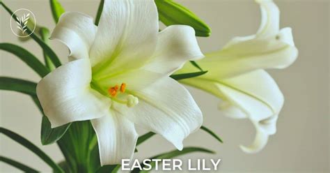 Easter lily 🌸 🌿 Celebrate renewal with a springtime favorite