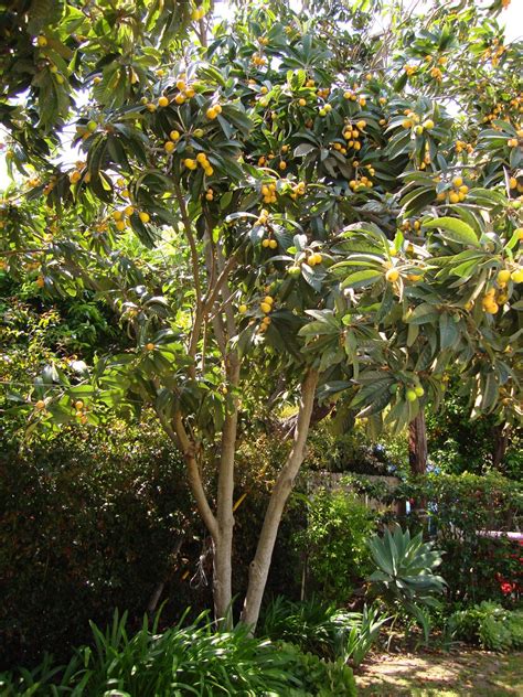 Meh: Fruit Tree of the Day: Loquat