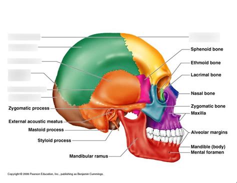 Skull, side view - sutures and cranial bones Diagram | Quizlet