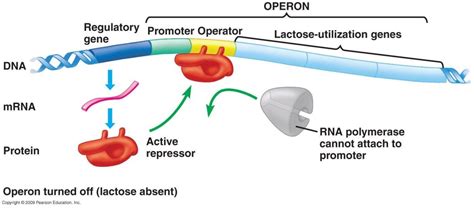 Guide to the Lac Operon - Center for Academic Program Support