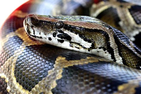 29 Interesting Facts About Burmese Pythons (With Pictures) - Embora Pets