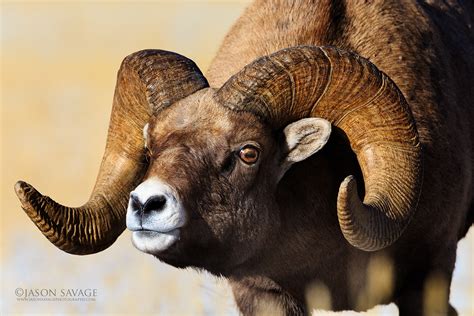 Bighorn Sheep | Jason Savage Photography