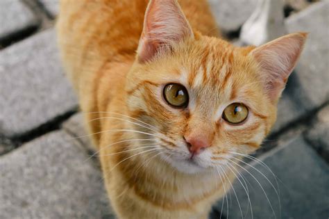 Orange Tabby Cat: Everything You Need to Know