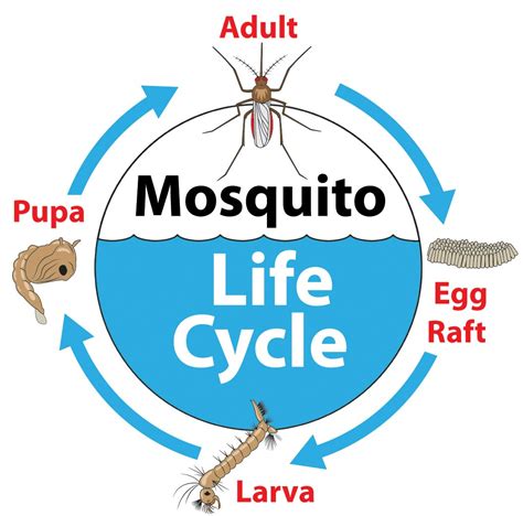 Mosquitoes - Marin/Sonoma Mosquito and Vector Control District