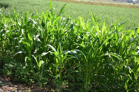 Sorghum plants, Jowar growing in farm field. 2864137 Stock Photo at Vecteezy