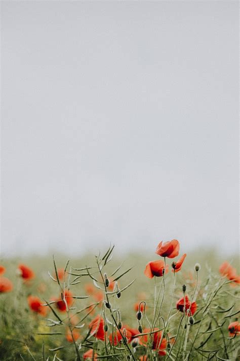 Field of poppy flowers. Visit | Free Photo - rawpixel